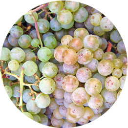 „Pinot-blanc“ von User:Themightyquill - Eigenes Werk. Lizenziert unter CC BY-SA 2.5 über Wikimedia Commons - https://commons.wikimedia.org/wiki/File:Pinot-blanc.jpg#/media/File:Pinot-blanc.jpg